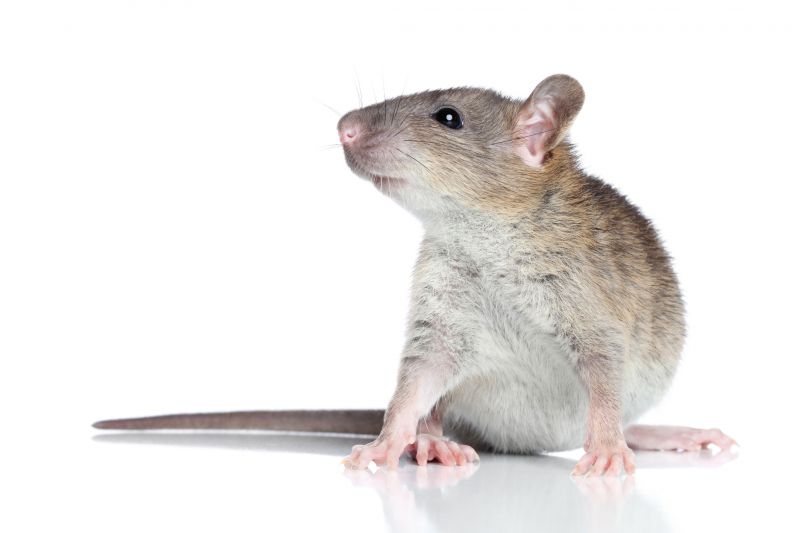 Health Risks Associated With Mice And Rats In Buildings