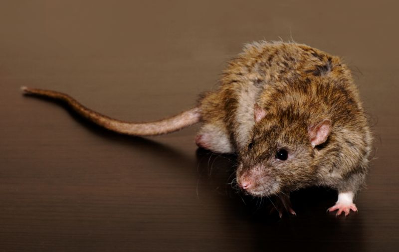 How Rats Cause Damage