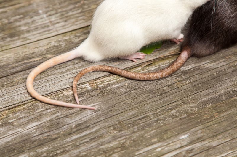 How Rats Cause Damage