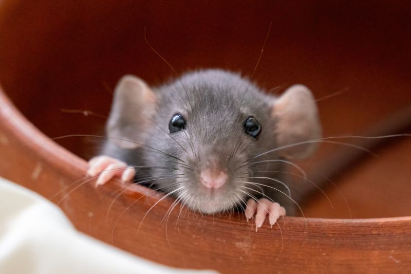 How Rodents Compromise Insulation And Indoor Air Quality