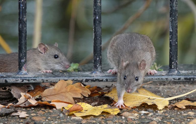 Rodent Control Cost Guide — Cost of Rodent Control