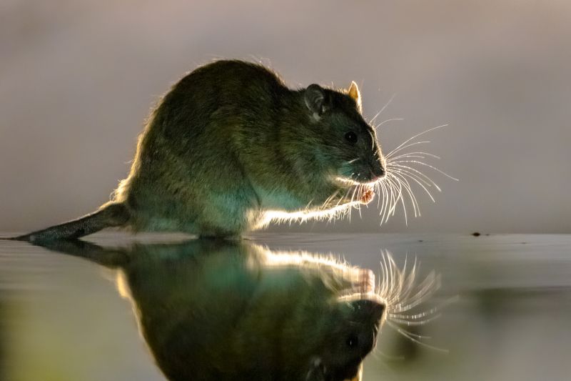 Rodent Control Cost Guide — Cost of Rodent Control