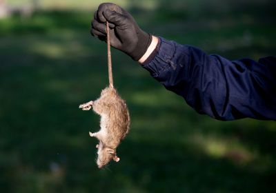 Rodent Control Cost Guide — Cost of Rodent Control