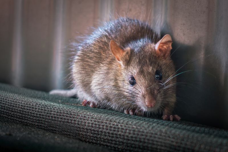 Rodent Control Cost Guide — Cost of Rodent Control