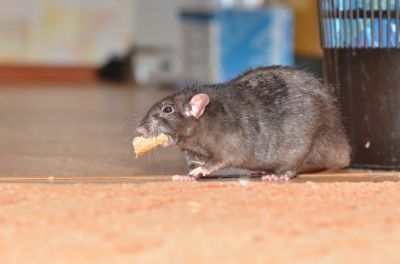 Rodent Control Cost Guide — Cost of Rodent Control