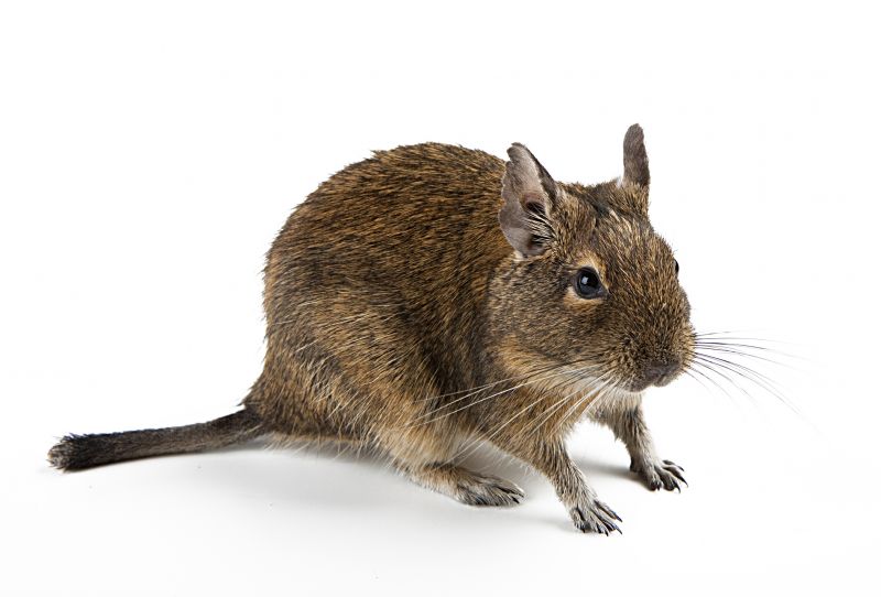 Rodent Infestations Explained: Warning Signs, Property Damage, And Cleanup