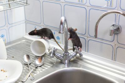 Protect Inhabitants or Customers From Harmful Diseases!